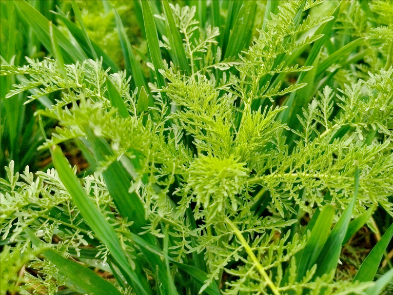 春天挖野菜，带你认识20种不同的野菜，营养丰富，凉拌调馅都好吃(图2)