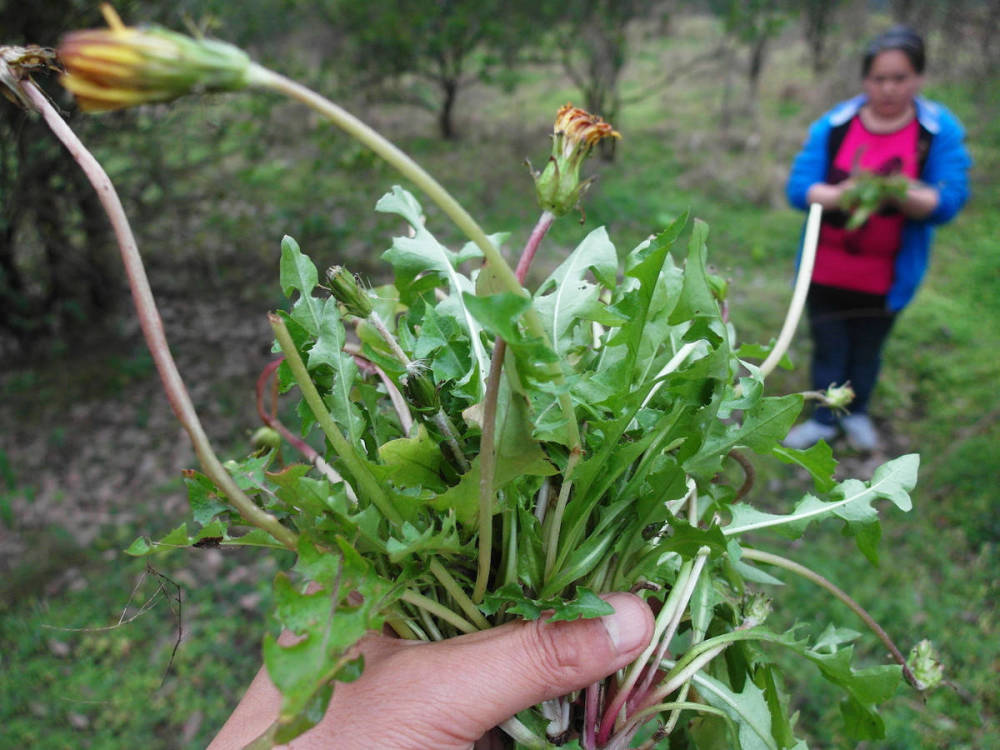 春天挖野菜，带你认识20种不同的野菜，营养丰富，凉拌调馅都好吃(图4)