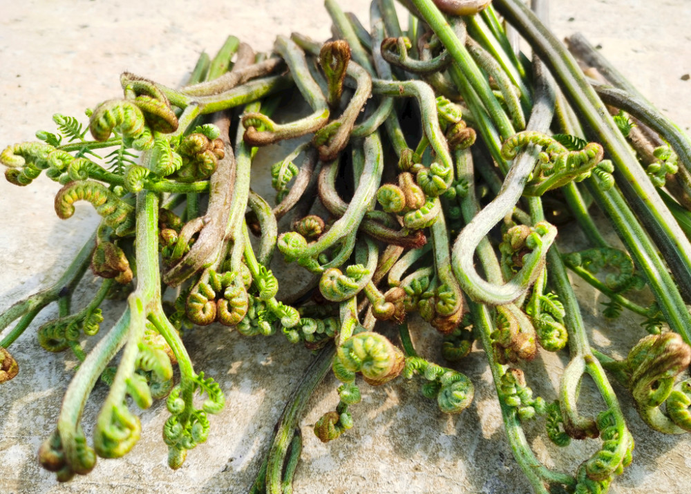 春天挖野菜，带你认识20种不同的野菜，营养丰富，凉拌调馅都好吃(图11)