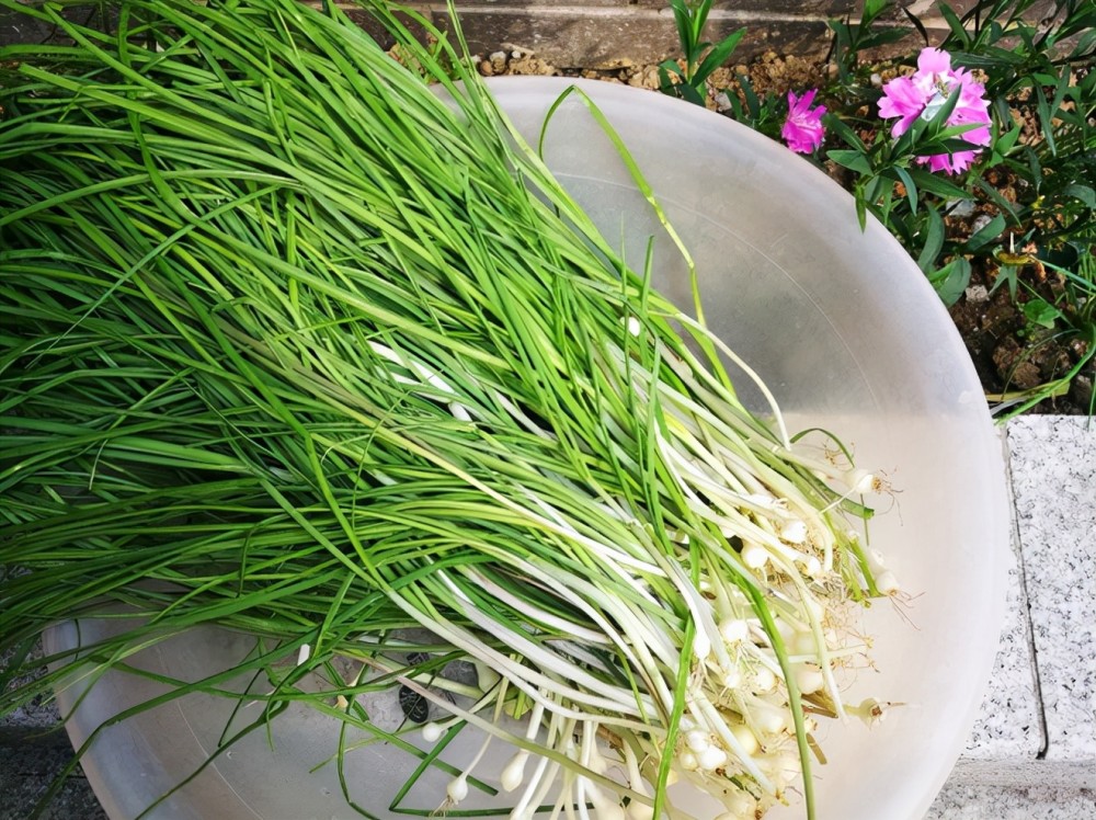 春天挖野菜，带你认识20种不同的野菜，营养丰富，凉拌调馅都好吃(图10)