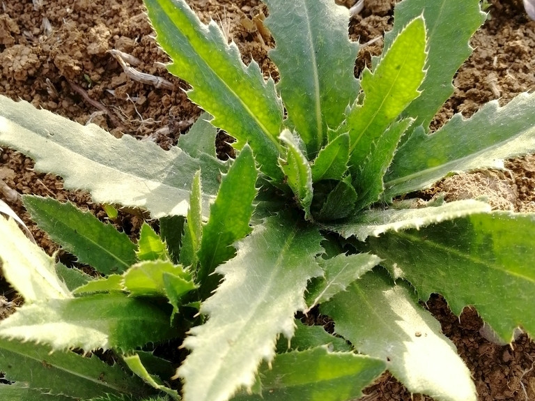 春天挖野菜，带你认识20种不同的野菜，营养丰富，凉拌调馅都好吃(图16)