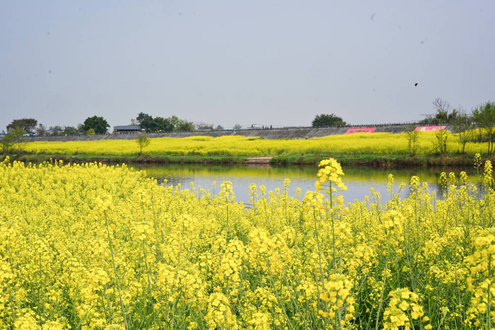 重庆最美赏花地在哪？潼南油菜花名列前茅，栽种历史已经500年(图3)