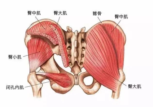 久坐会让臀部“失忆”！身体每一种动态都和它有关(图3)