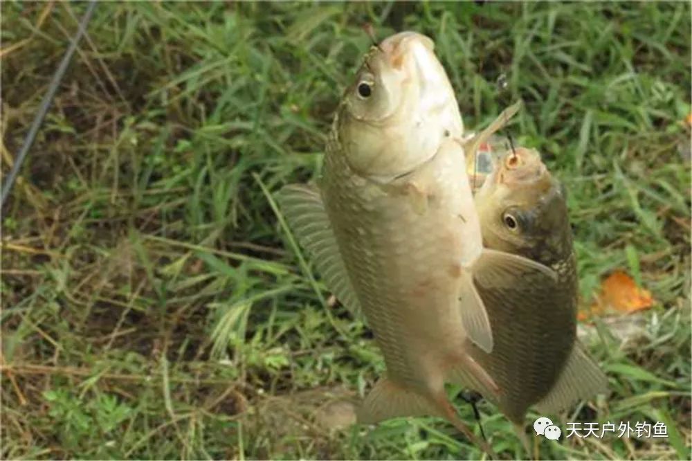 野钓大鲫鱼，这些自制饵料让鲫鱼“疯狂”，最适合春季使用！(图4)